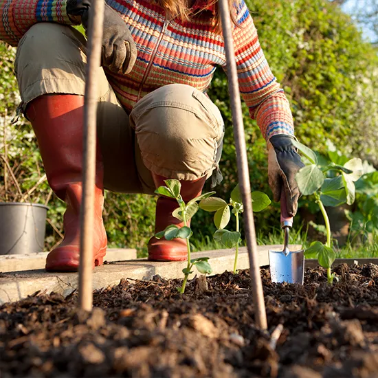 Gartenarbeit im Februar – Vorfreude für Genießer.